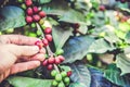 Coffee beans on tree - picking with hands and a basket the coffee beans in the harvest time Royalty Free Stock Photo