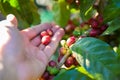 Coffee beans on tree - picking with hands and a basket the coffee beans in the harvest time Royalty Free Stock Photo