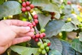 Coffee beans on tree - picking with hands and a basket the coffee beans in the harvest time Royalty Free Stock Photo