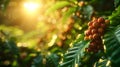 Coffee beans on tree with sunrise background