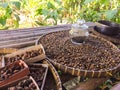 Kopi Luwak Coffee Beans - Bali