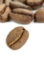 Coffee beans on white background. Macro shot Royalty Free Stock Photo