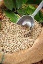 Coffee beans. On a wooden background rotation