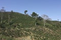 The Coffee Belt, also called Coffee Triangle in Colombia. Royalty Free Stock Photo