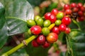 Coffee berries cherries grow in clusters along the branch of t