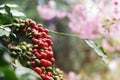 Coffee berries cherries grow in clusters along the branch of coffee tree plantation growing under forest canopy with blurred Royalty Free Stock Photo