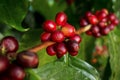 Coffee berries cherries grow in clusters along the branch of t