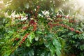 Coffee berries in a coffee plantation Royalty Free Stock Photo