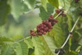 Coffee berries growing