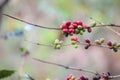 Coffee berries growing in the wild