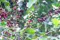 Coffee berries hang on tree in Norther of Thailand