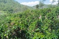 Coffee berries ripe on the plant with coffee farm, mocha and catimor part 3