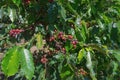 Coffee berries ripe on the plant with coffee farm, mocha and catimor part 2