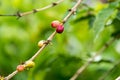 Coffee berries on a tree branch Royalty Free Stock Photo