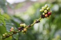 Coffee berries on trees in plant and plantation in Java Royalty Free Stock Photo