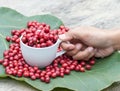 Coffee berry in a cup Royalty Free Stock Photo