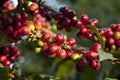 Coffee berry Royalty Free Stock Photo