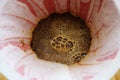 Coffee blooming in a paper filter in a dripper, close-up. Pour over brewing method Royalty Free Stock Photo