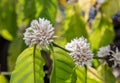 Coffee blossom white color flower of coffee tree Royalty Free Stock Photo