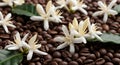 Coffee blossoms rest on dark roasted coffee beans Royalty Free Stock Photo