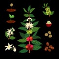Coffee Branch On The Background Of The Map. Plant With Leaf, Flowers, Berry, Fruit, Seed.