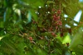 Coffee branch with beans