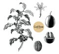 Coffee branch,Coffee flower,Coffee bean hand drawing vintage cli