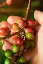 Coffee branch in farmer hand