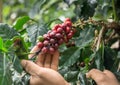 Coffee branch in human's hand