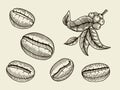 Coffee branch illustration