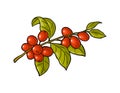 Coffee branch with leaf and berry. Vintage vector engraving