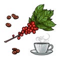 Coffee branch. Plant with leaves, berries. Natural caffeine drink. Cinnamon sticks, anise.