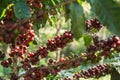 Coffee branches with berries