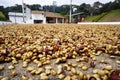 Coffee from Brazil in the drying yard. Royalty Free Stock Photo