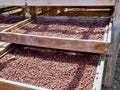The coffee cherries are naturally dried in the sun on wooden racks