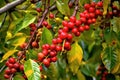 coffee cherries ripening on tree with vibrant colors Royalty Free Stock Photo