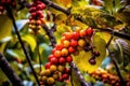 coffee cherries ripening on tree with vibrant colors Royalty Free Stock Photo