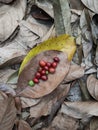 Coffee cherry beans from the peatland area