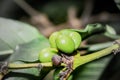 Coffee coffea beans and plant growing, Uganda, Africa
