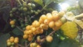 Coffee, Coffea, Plant with Seeds Growing at Kauai Coffee Plantation on Kauai Island, Hawaii.