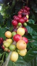 Coffee, Coffea, Plant with Seeds Growing at Kauai Coffee Plantation on Kauai Island, Hawaii.