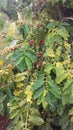 Coffee, Coffea, Plant with Seeds Growing at Kauai Coffee Plantation on Kauai Island, Hawaii.