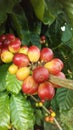 Coffee, Coffea, Plant with Seeds Growing at Kauai Coffee Plantation on Kauai Island, Hawaii.