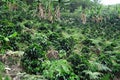 Coffee in Colombia Royalty Free Stock Photo