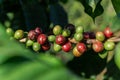 Coffee Crop, Plant, Crop - Plant, Fruit, Farmer Royalty Free Stock Photo