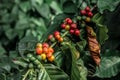 Coffee Crop, Raw Coffee Bean, Roasted Coffee Bean, Crop - Plant, Farm Royalty Free Stock Photo