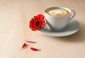 Coffee cup with cappuccino and a red flower with torn out petals as yes or no oracle, love, dating and business decision concept, Royalty Free Stock Photo