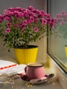 Coffee cup chocolate notebook beautiful pink autumn Chrysanthemum flowers in yellow pot on window. Cozy home Royalty Free Stock Photo