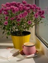 Coffee cup chocolate notebook beautiful pink autumn Chrysanthemum flowers in yellow pot on window. Cozy home Royalty Free Stock Photo