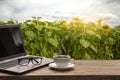 Coffee cup, eye glasses  and laptop on the wood texture on sun flower field background Royalty Free Stock Photo